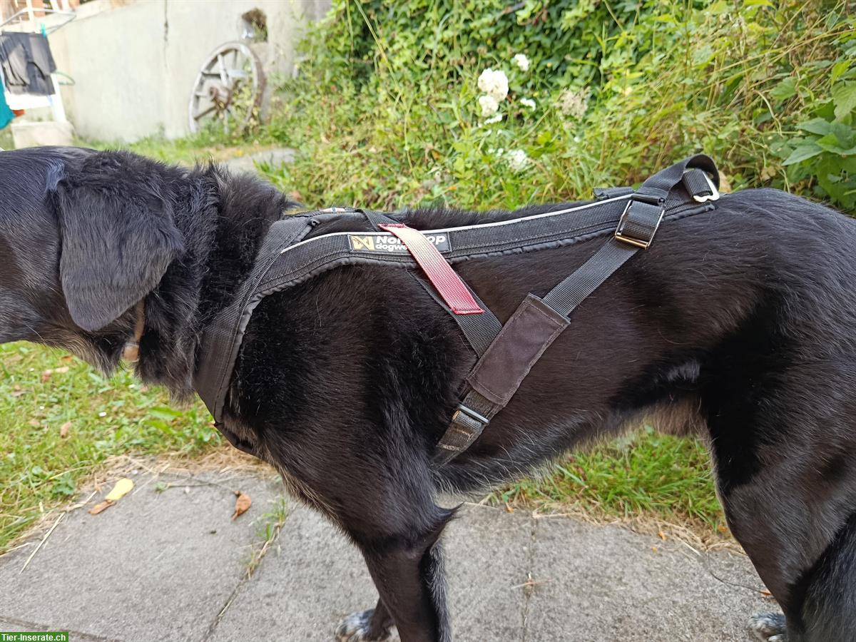 Bild 3: Non-Stop dogwear Zuggeschirr für Hunde