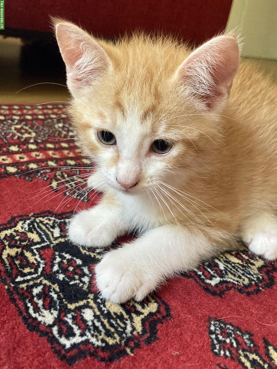 Junge Katzen suchen ein gutes Zuhause