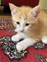 Junge Katzen suchen ein gutes Zuhause