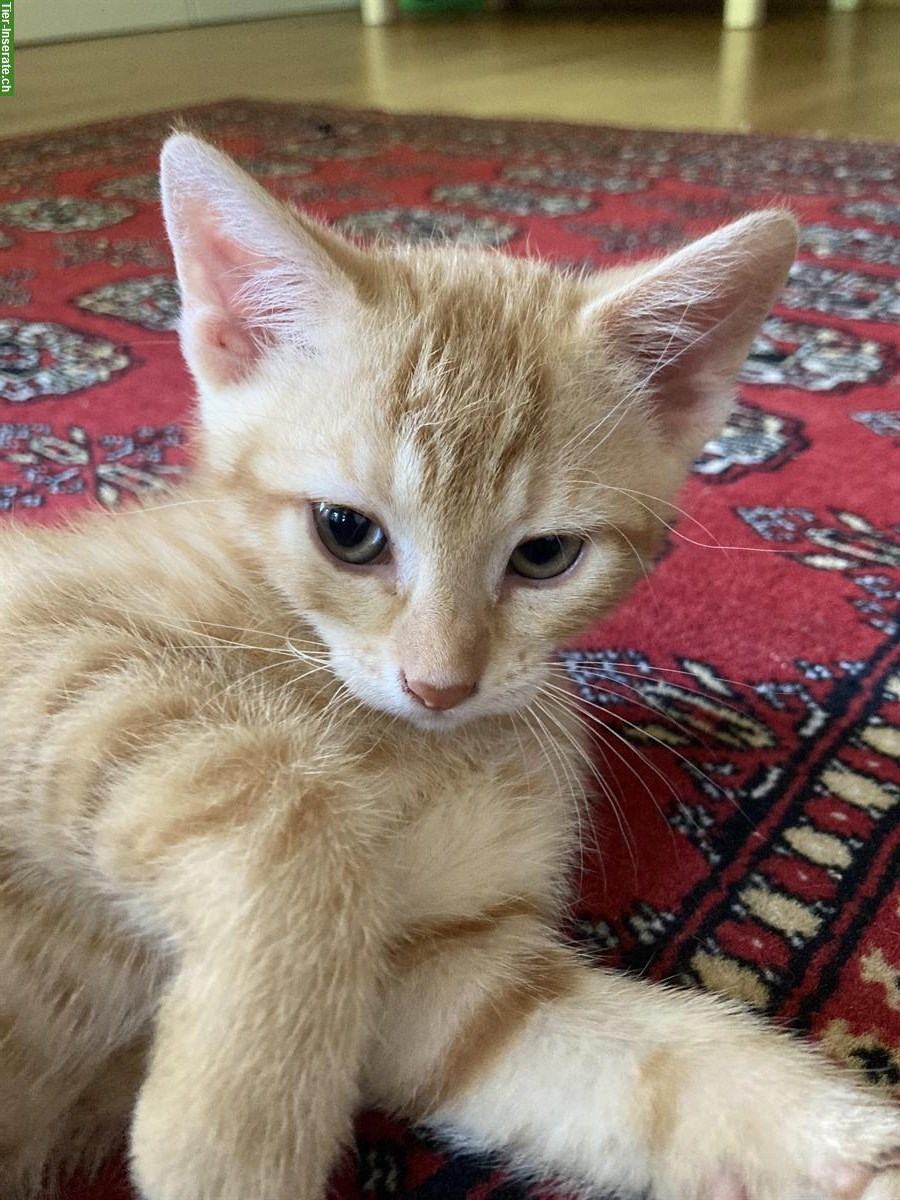 Bild 2: Junge Katzen suchen ein gutes Zuhause