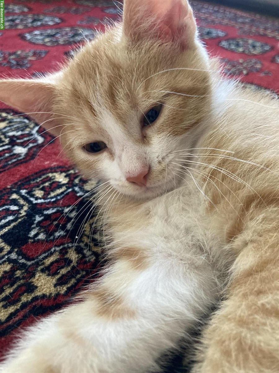 Bild 3: Junge Katzen suchen ein gutes Zuhause