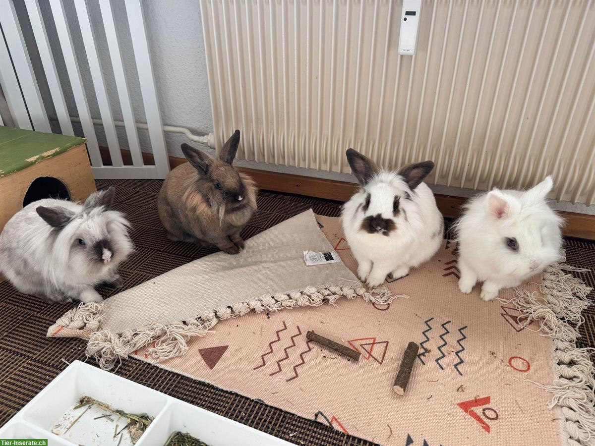 4 Löwenkopf Zwergkaninchen, weiblich mit Stall + Zaungitter