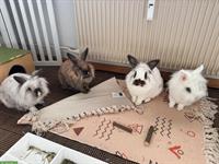 4 Löwenkopf Zwergkaninchen, weiblich mit Stall + Zaungitter