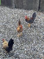 Junge Serama Hähne aus Naturbrut abzugeben