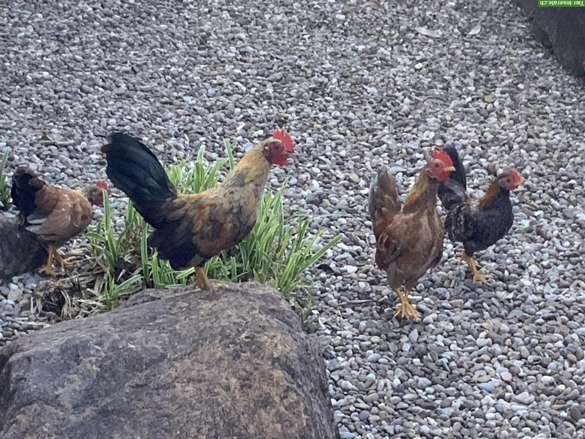 Bild 4: Junge Serama Hähne aus Naturbrut abzugeben