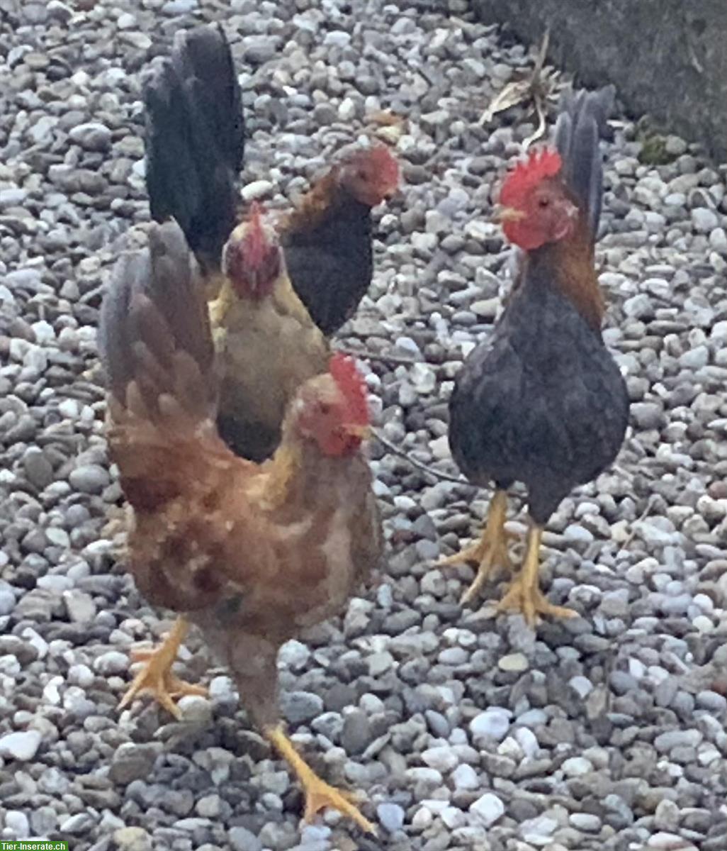 Bild 5: Junge Serama Hähne aus Naturbrut abzugeben