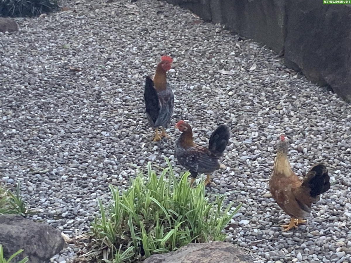 Bild 6: Junge Serama Hähne aus Naturbrut abzugeben