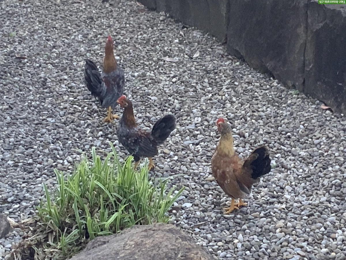 Bild 7: Junge Serama Hähne aus Naturbrut abzugeben