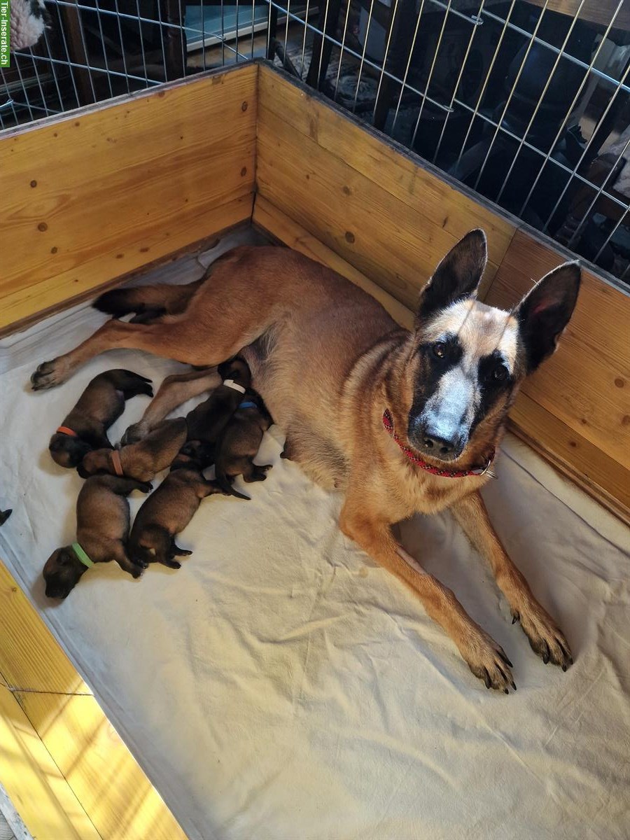 Malinois Welpen mit SKG Papiere