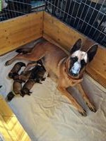 Malinois Welpen mit SKG Papiere