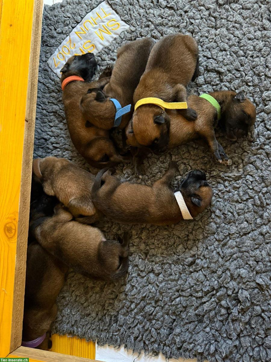 Bild 2: Malinois Welpen mit SKG Papiere