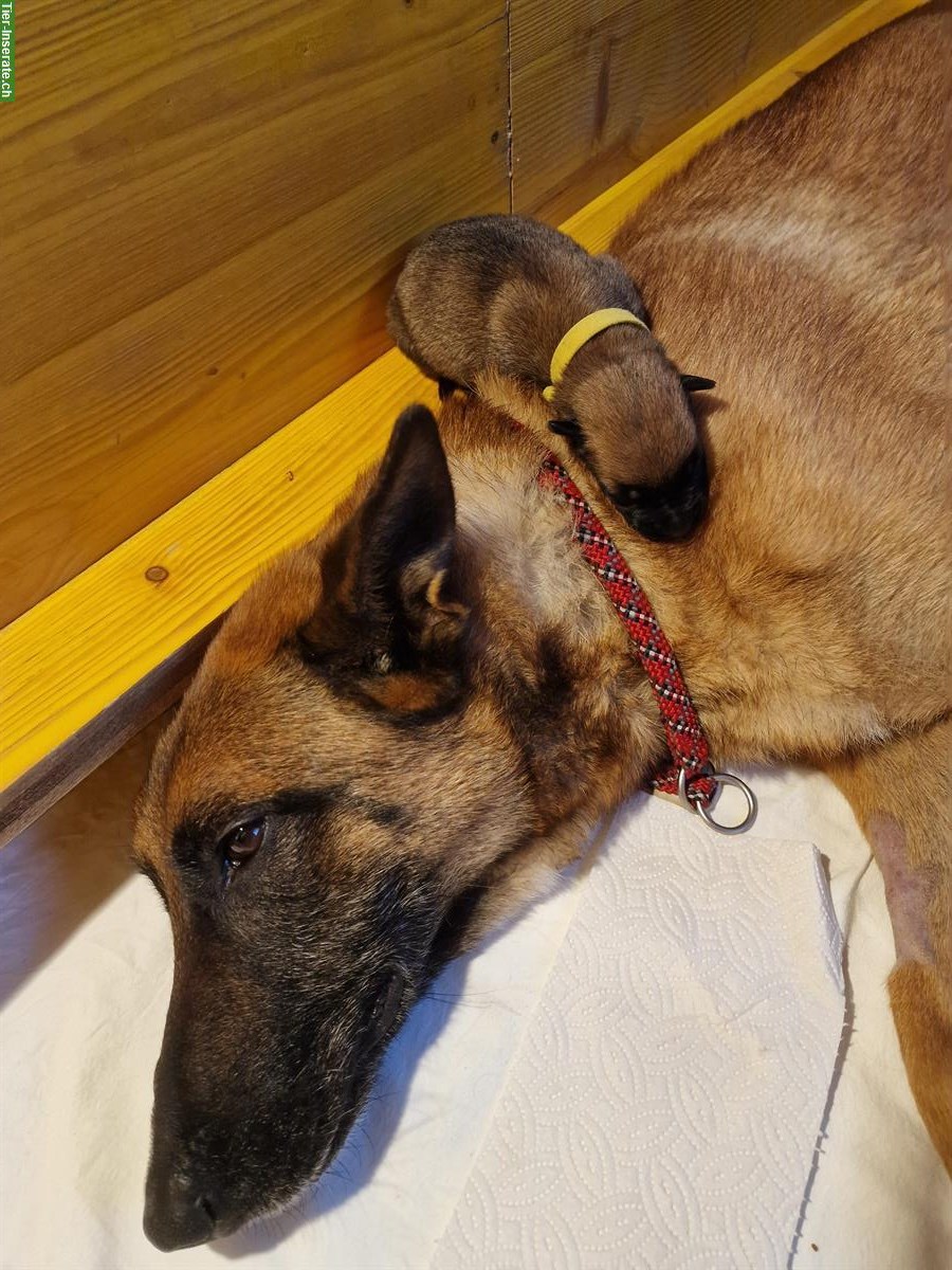 Bild 3: Malinois Welpen mit SKG Papiere