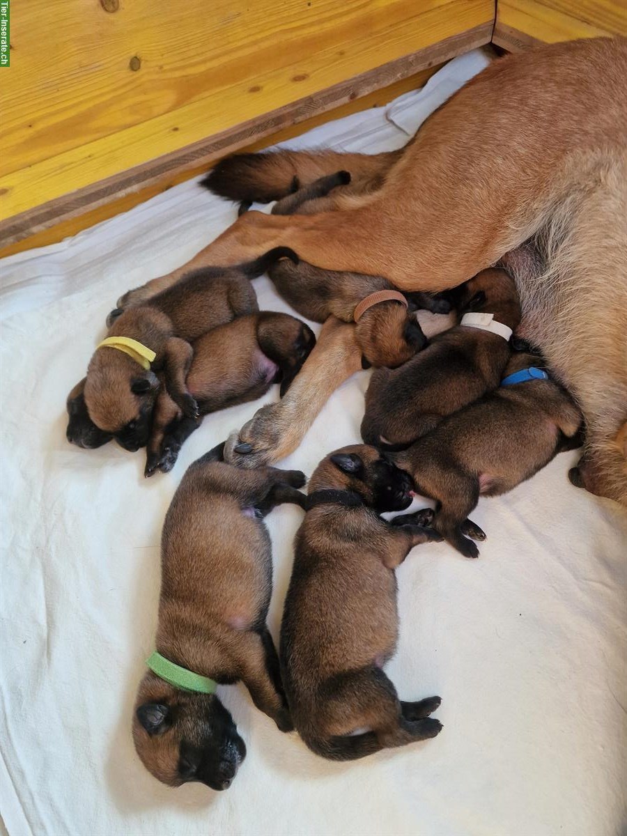 Bild 4: Malinois Welpen mit SKG Papiere
