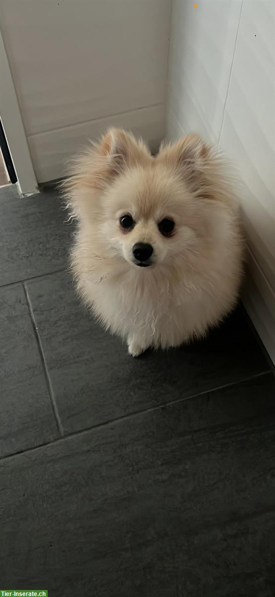 Zwergspitz Pomeranian, männlich, 8 Monate alt