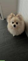 Zwergspitz Pomeranian, männlich, 8 Monate alt