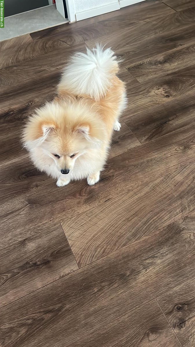Bild 2: Zwergspitz Pomeranian, männlich, 8 Monate alt