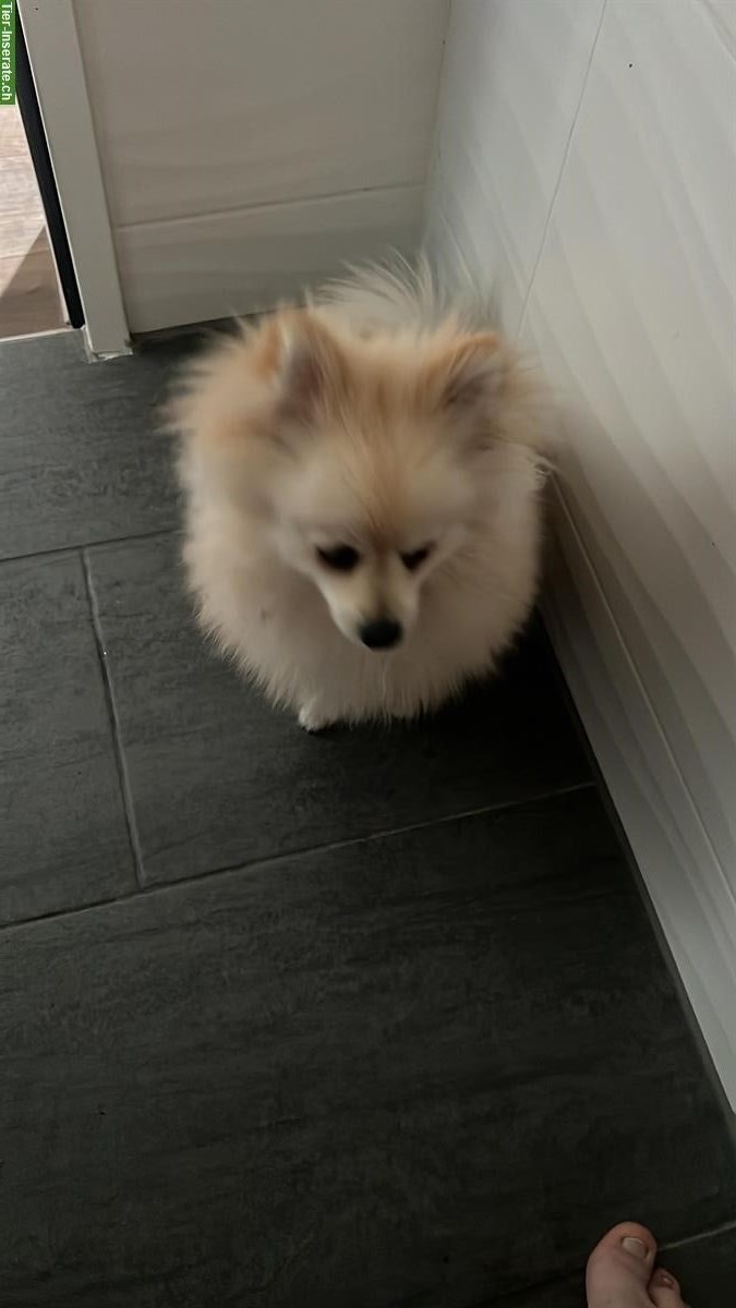 Bild 3: Zwergspitz Pomeranian, männlich, 8 Monate alt