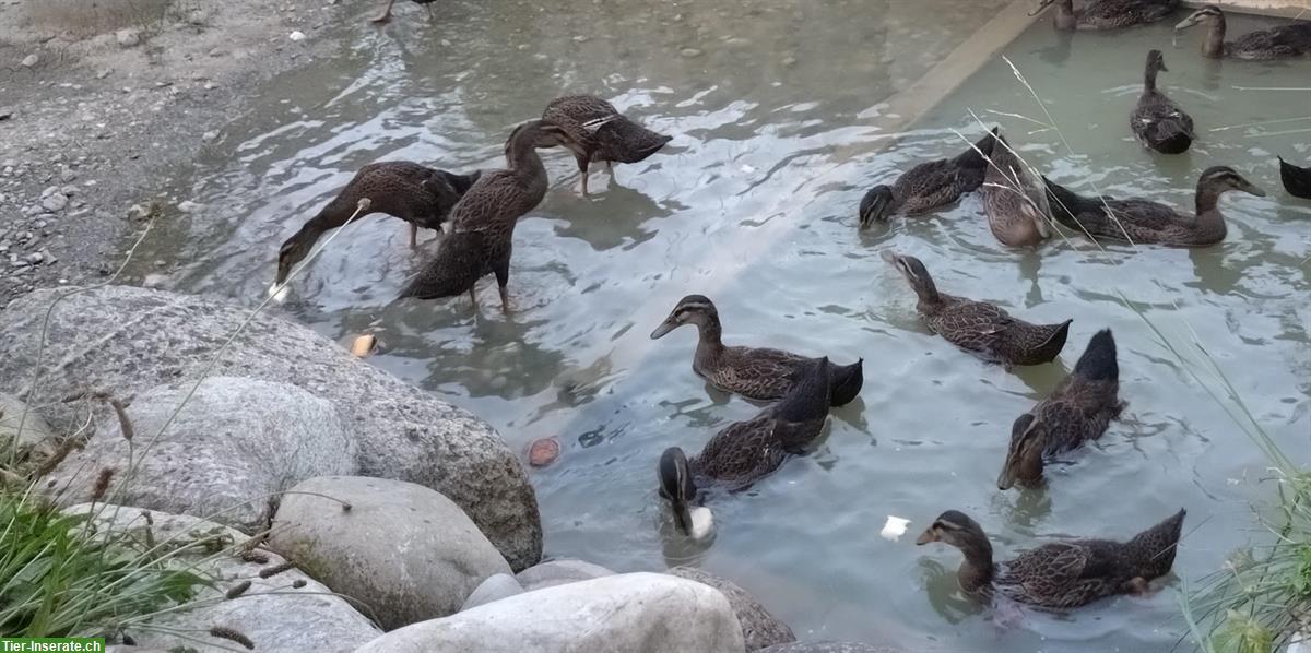 Laufenten weiblich/männlich aus Naturbrut