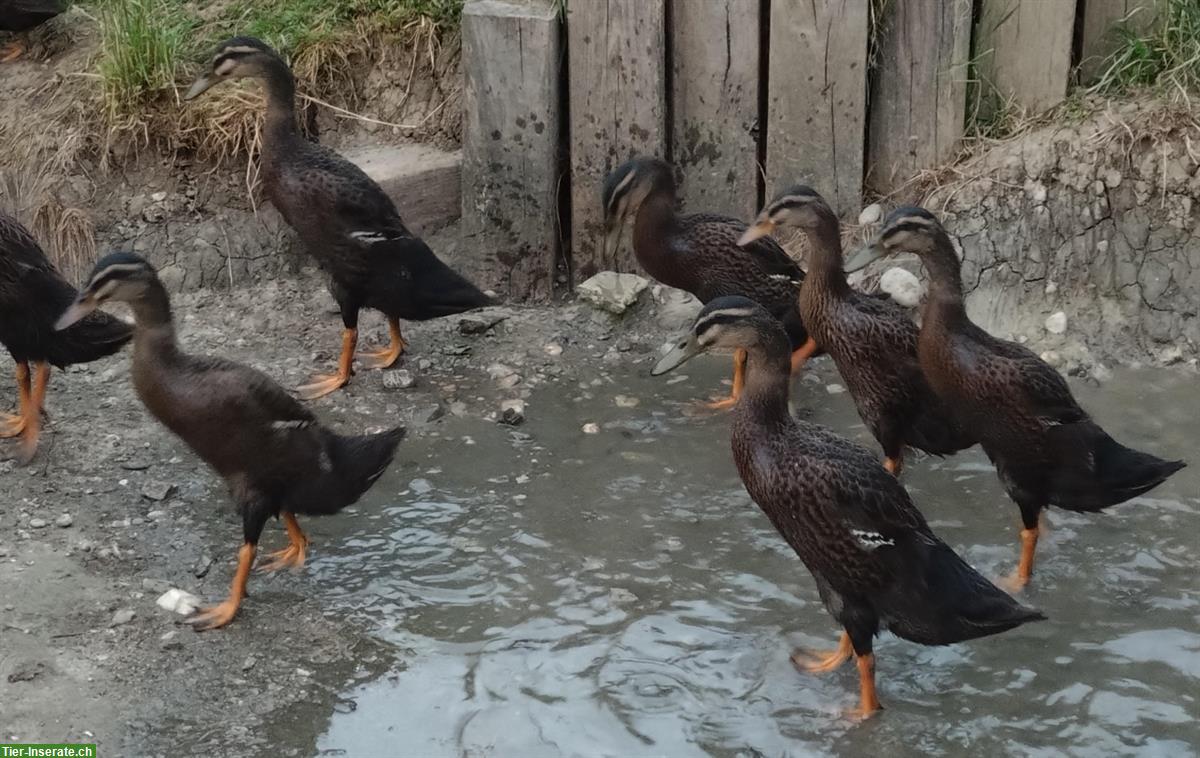 Bild 2: Laufenten weiblich/männlich aus Naturbrut
