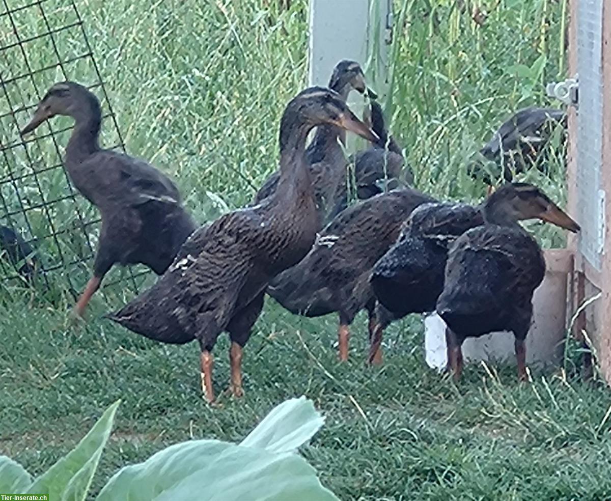 Bild 3: Laufenten weiblich/männlich aus Naturbrut