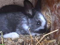 Junge Kaninchen in verschiedenen Farben