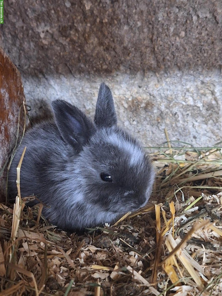 Bild 10: Junge Kaninchen in verschiedenen Farben