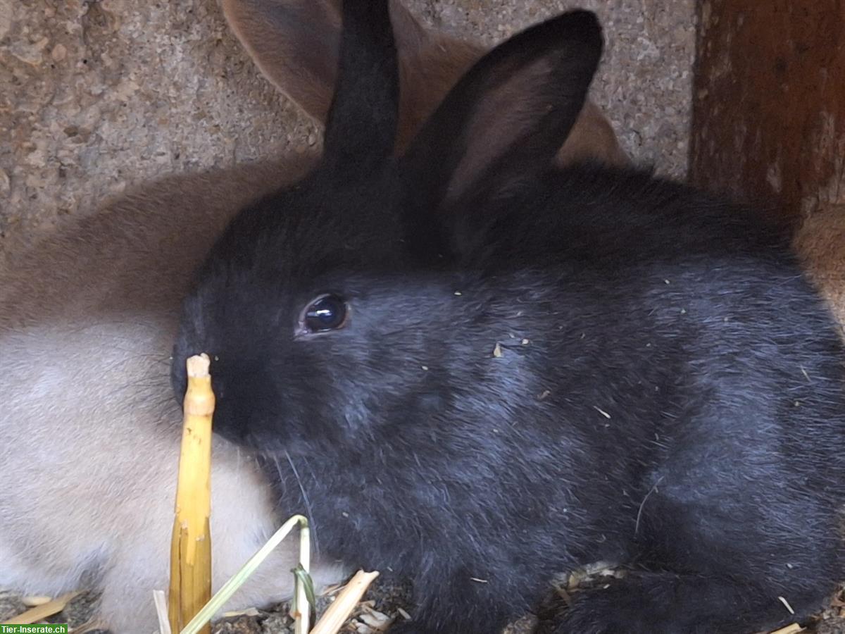 Bild 2: Junge Kaninchen in verschiedenen Farben