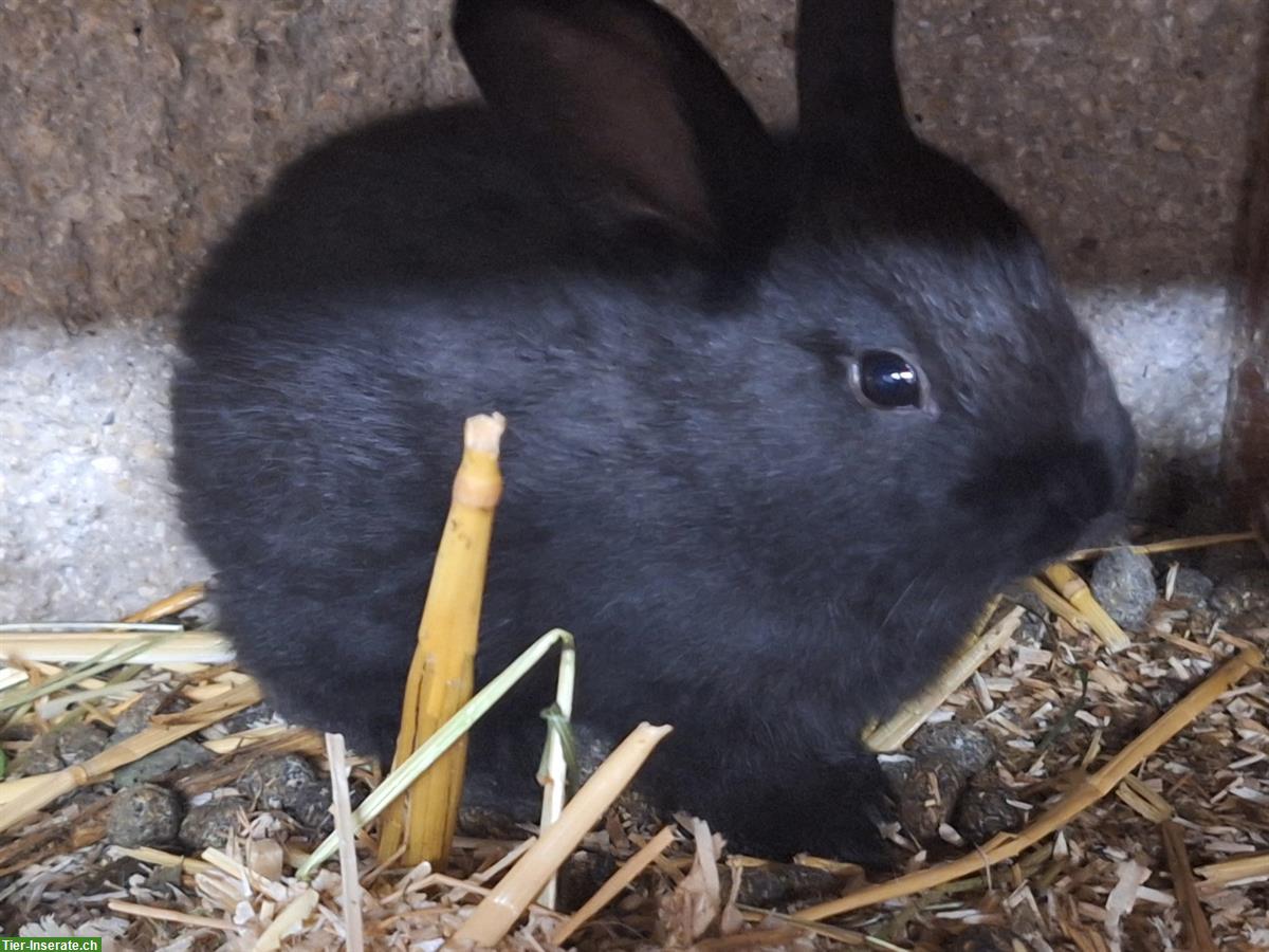 Bild 3: Junge Kaninchen in verschiedenen Farben