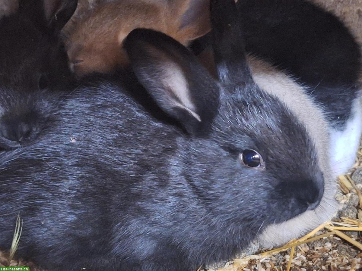 Bild 4: Junge Kaninchen in verschiedenen Farben
