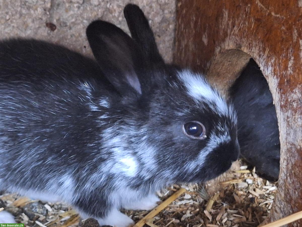 Bild 5: Junge Kaninchen in verschiedenen Farben