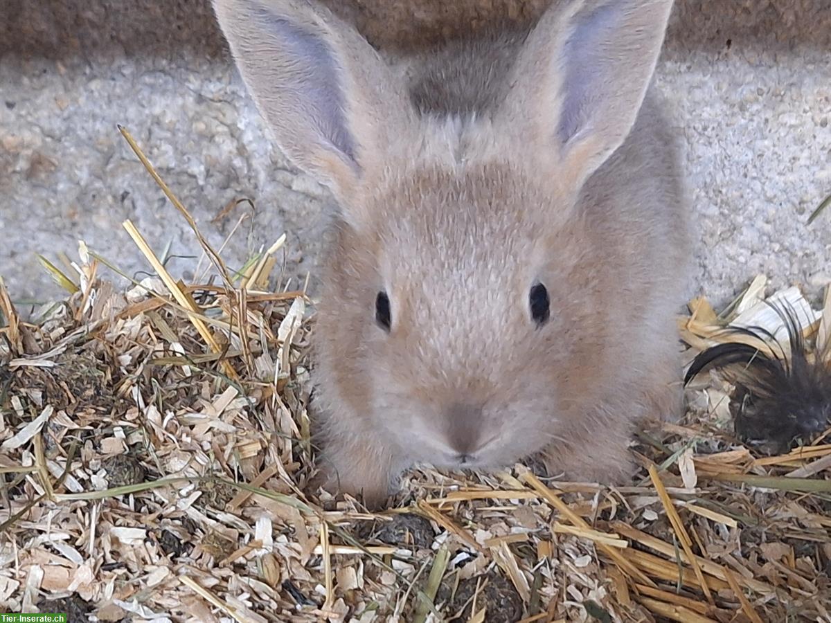 Bild 6: Junge Kaninchen in verschiedenen Farben