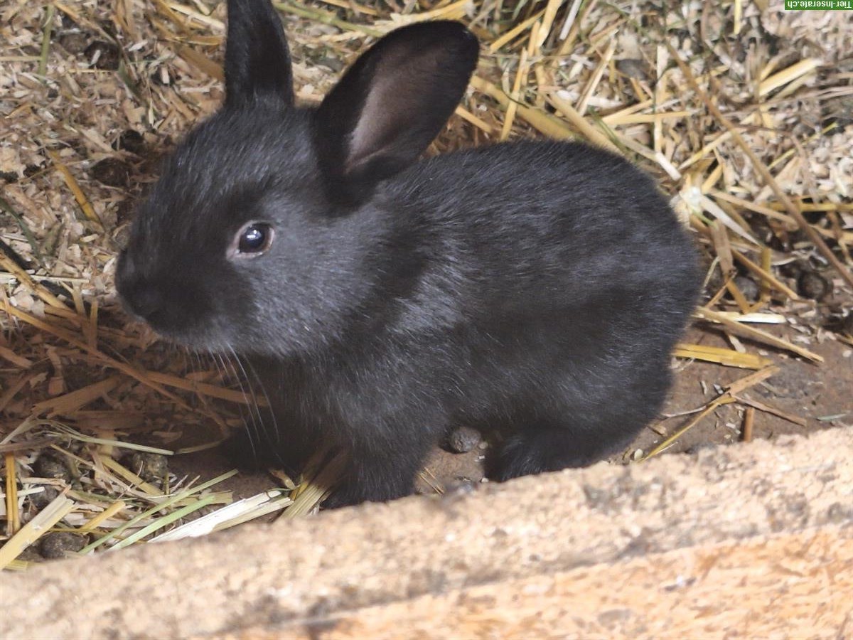 Bild 7: Junge Kaninchen in verschiedenen Farben