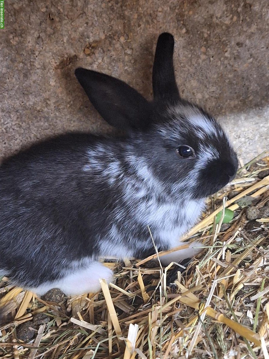 Bild 8: Junge Kaninchen in verschiedenen Farben