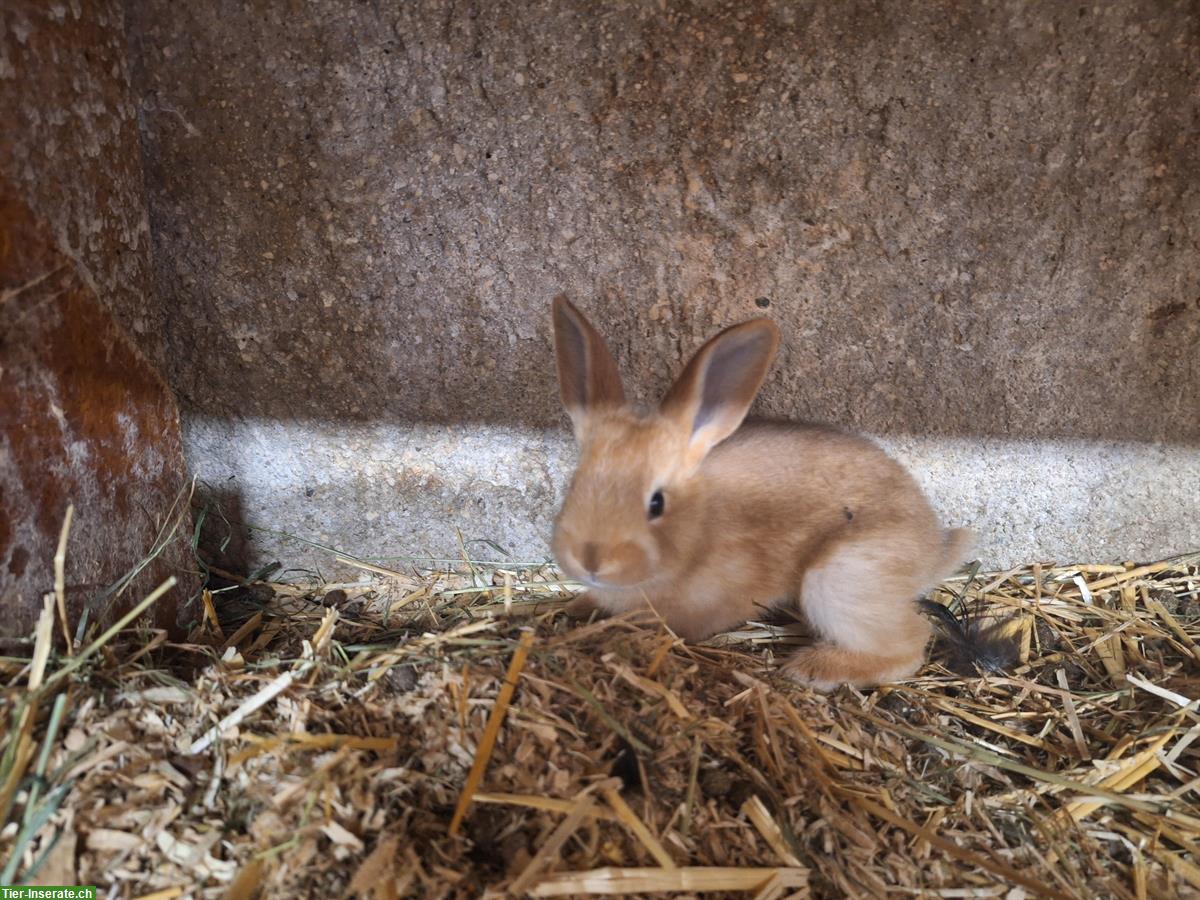 Bild 9: Junge Kaninchen in verschiedenen Farben