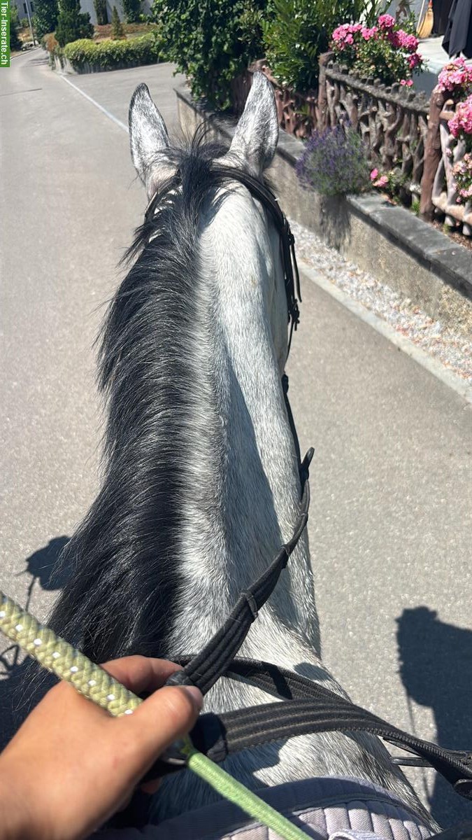 Bild 2: Reitbeteiligung auf tollen Pferden in Kradolf TG