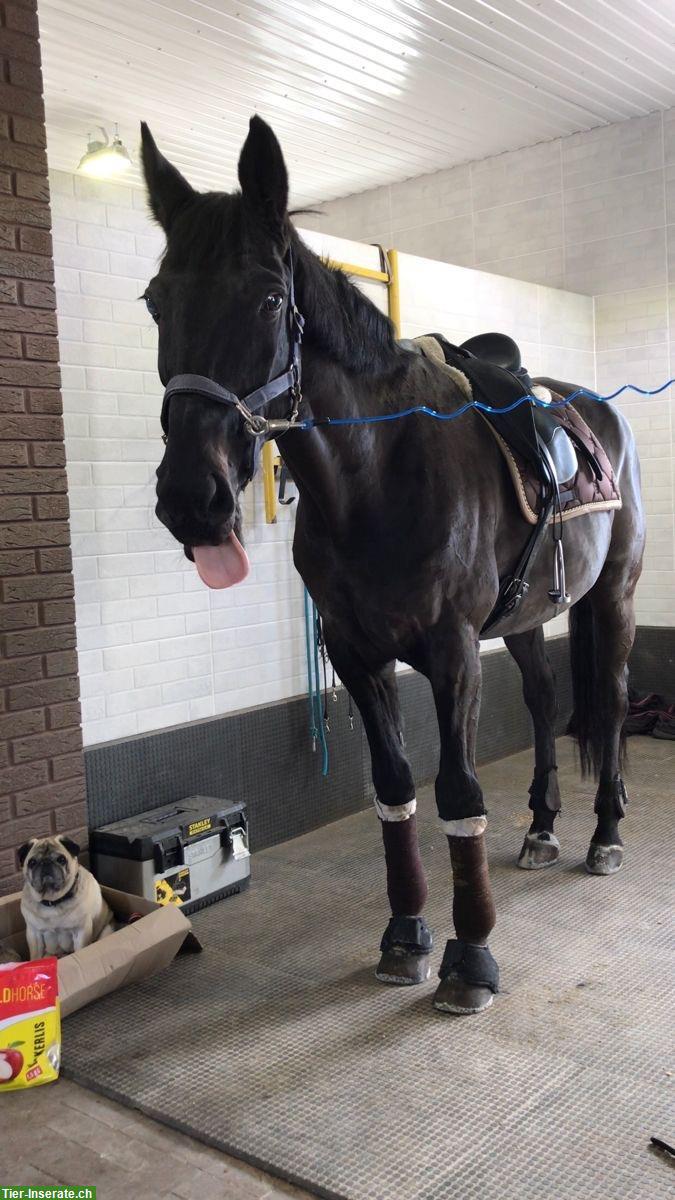 Bild 3: Reitbeteiligung auf tollen Pferden in Kradolf TG