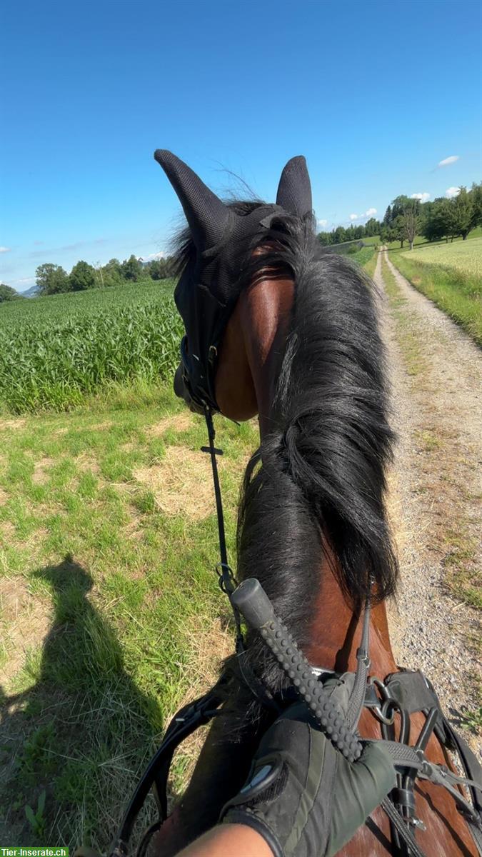 Bild 5: Reitbeteiligung auf tollen Pferden in Kradolf TG