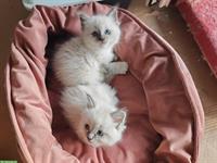 2 Katzenbabys Heilige Birma (3/4) x Ragdoll (1/4) Stubenrein