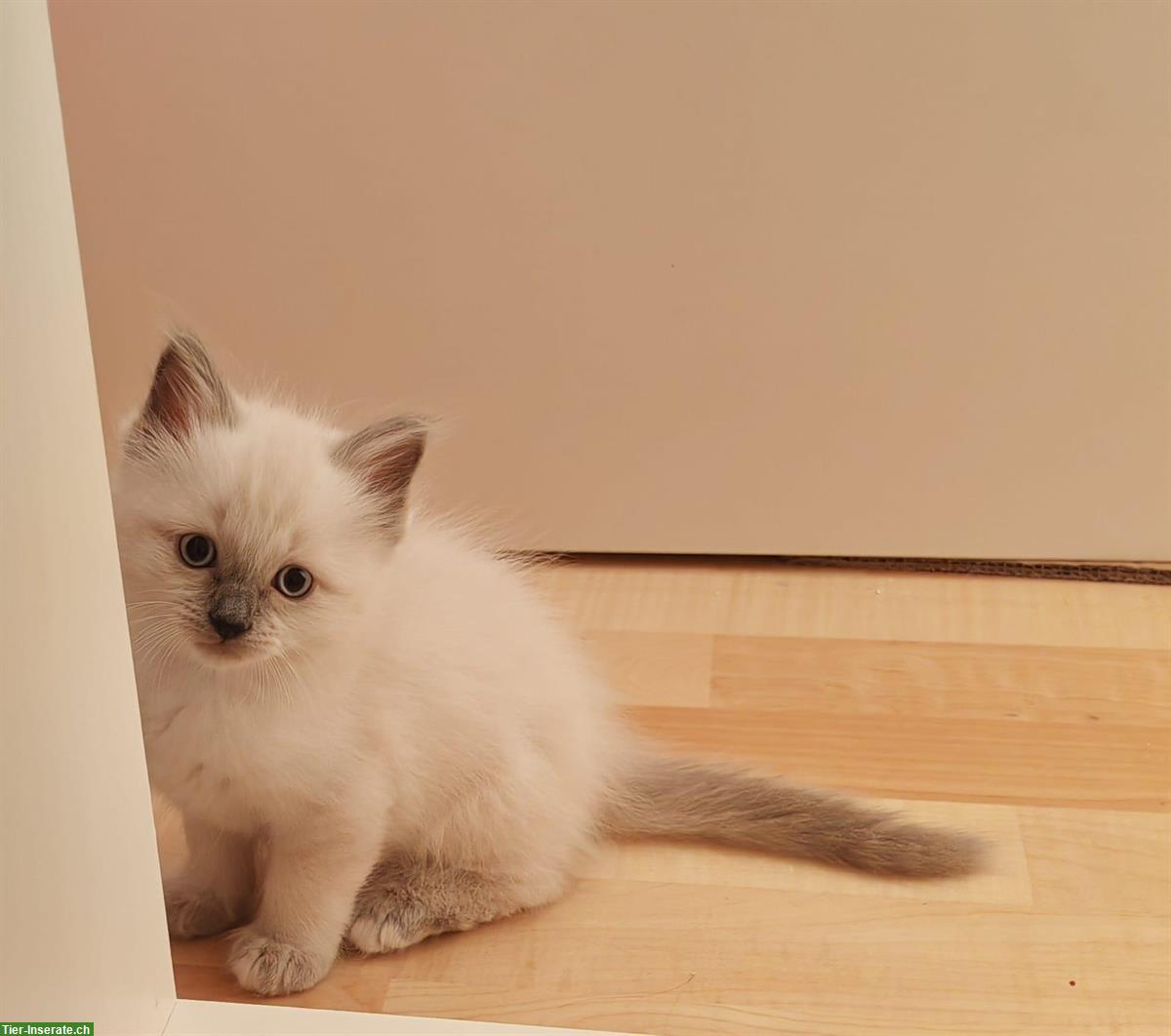 Bild 2: 2 Katzenbabys Heilige Birma (3/4) x Ragdoll (1/4) Stubenrein