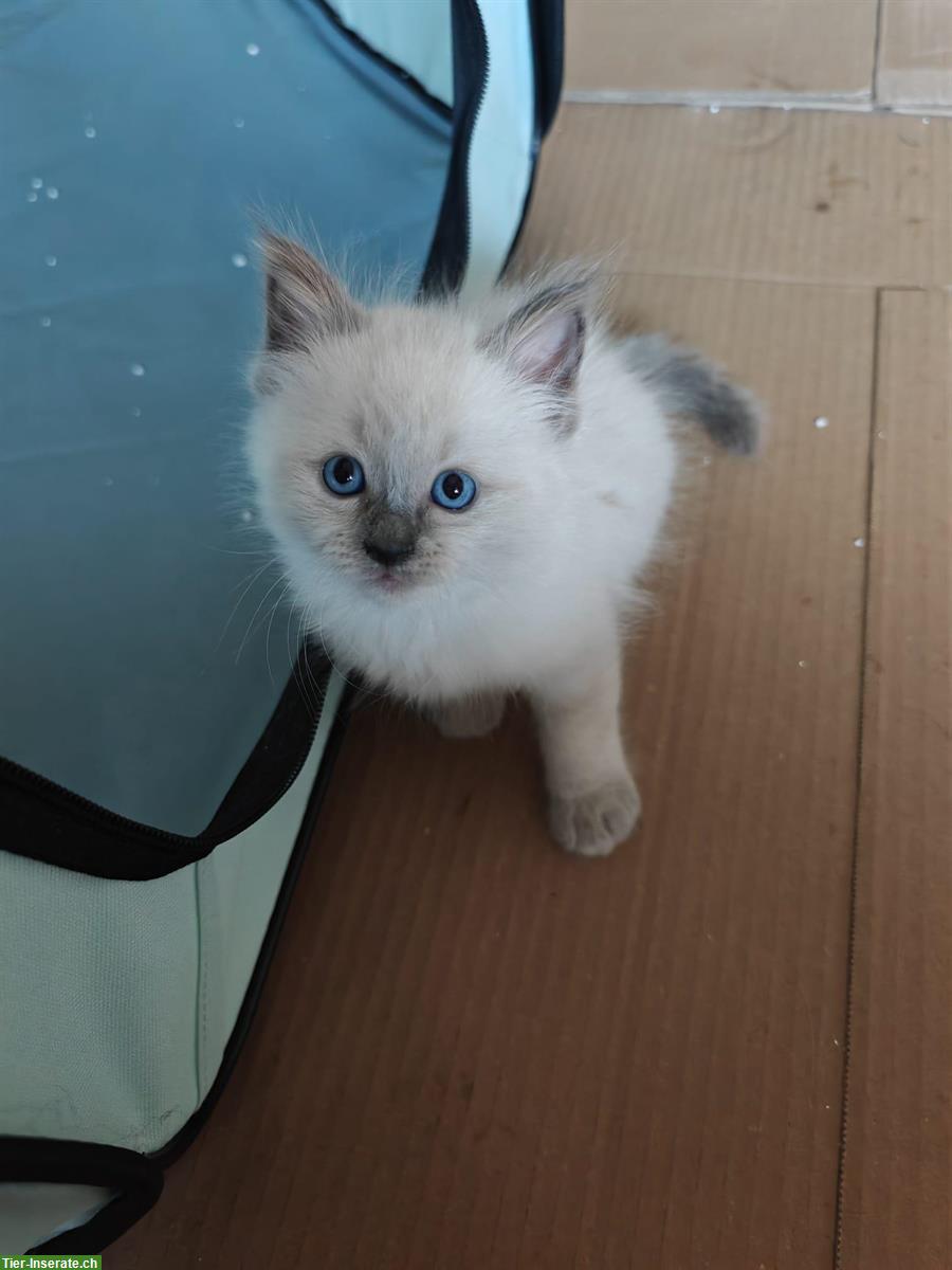 Bild 3: 2 Katzenbabys Heilige Birma (3/4) x Ragdoll (1/4) Stubenrein