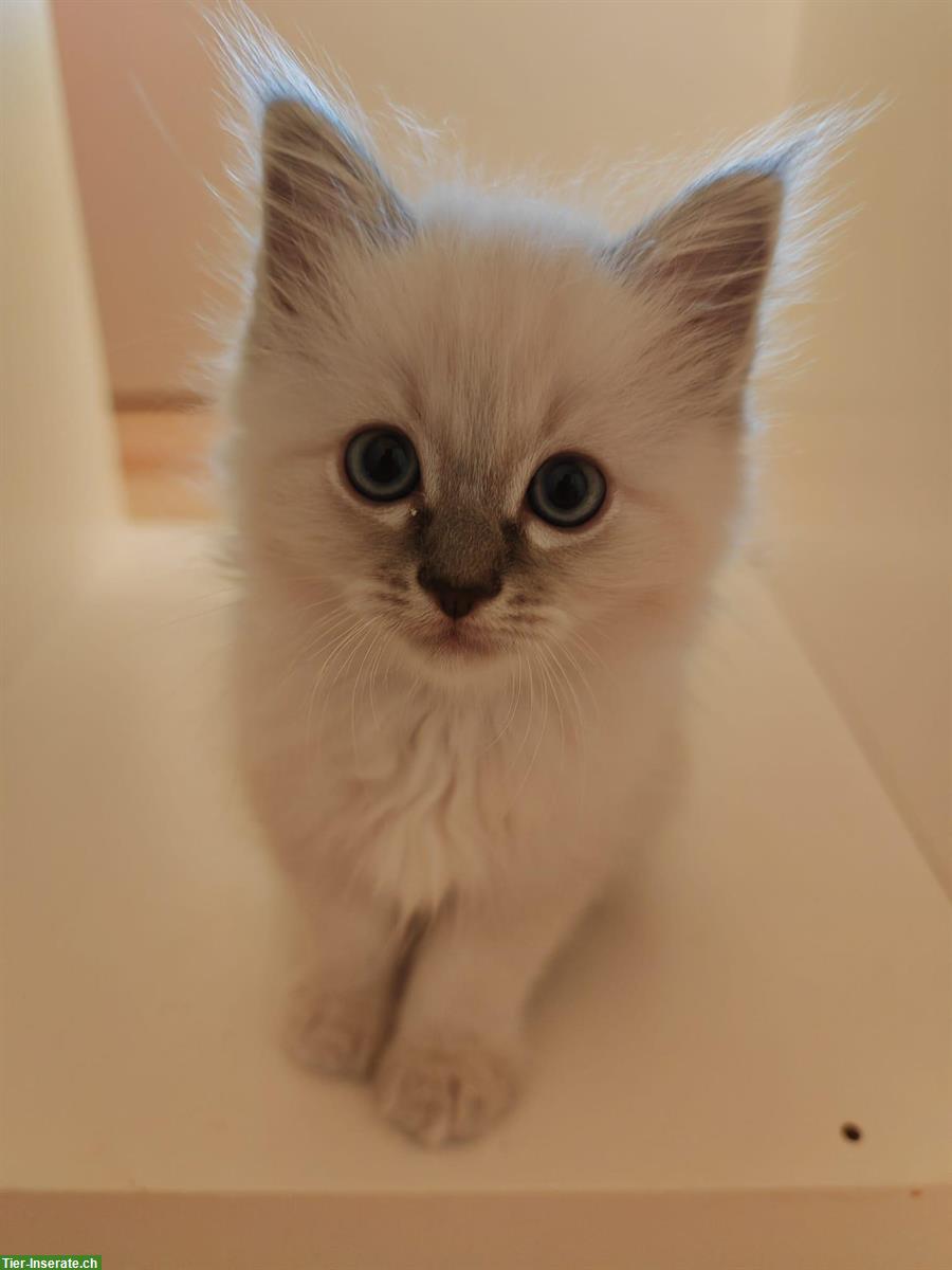 Bild 4: 2 Katzenbabys Heilige Birma (3/4) x Ragdoll (1/4) Stubenrein