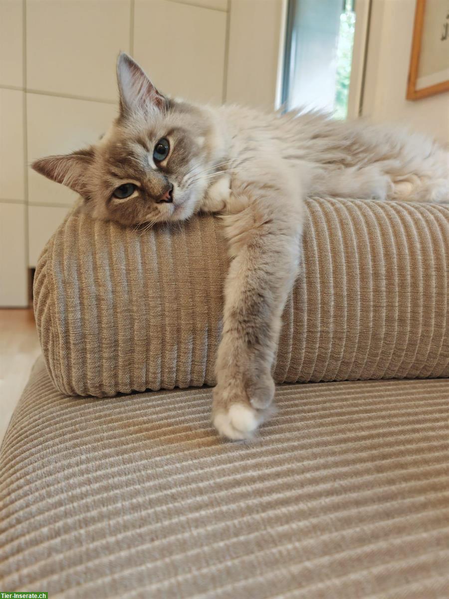 Bild 5: 2 Katzenbabys Heilige Birma (3/4) x Ragdoll (1/4) Stubenrein