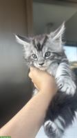 Maine Coon Kitten männlich suchen ein liebes Zuhause