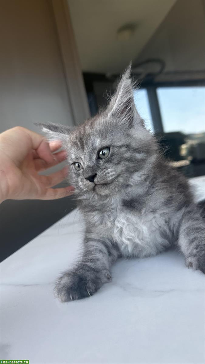 Bild 2: Maine Coon Kitten männlich suchen liebes Zuhause