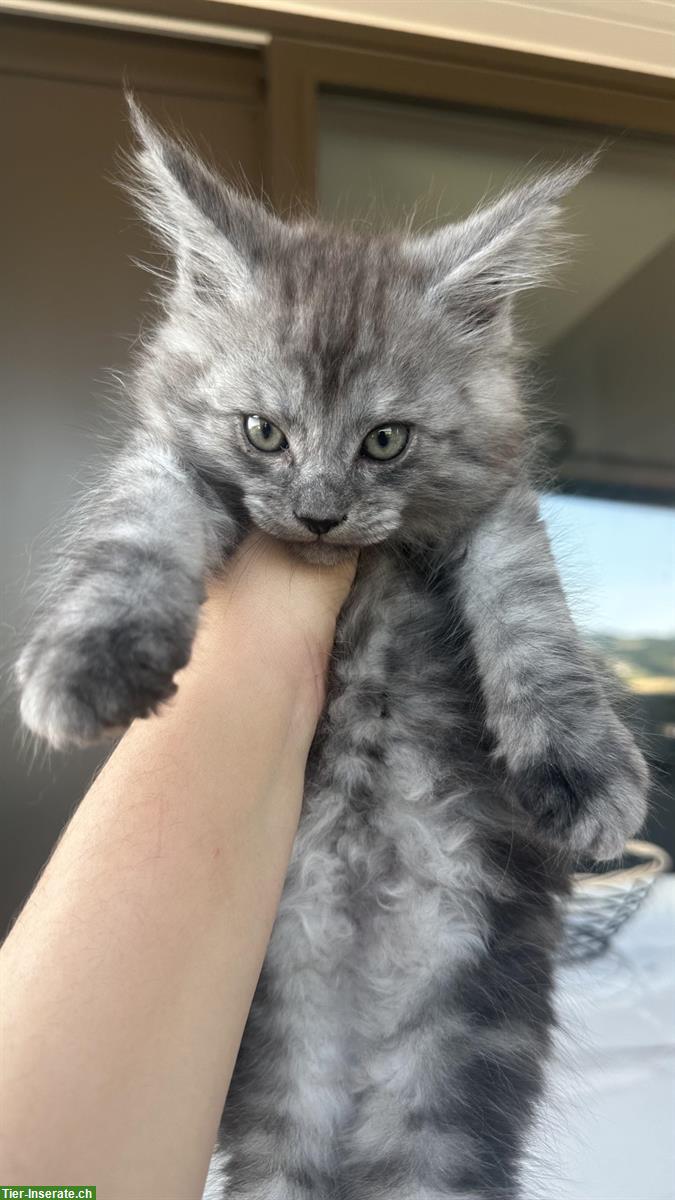 Bild 3: Maine Coon Kitten männlich suchen liebes Zuhause