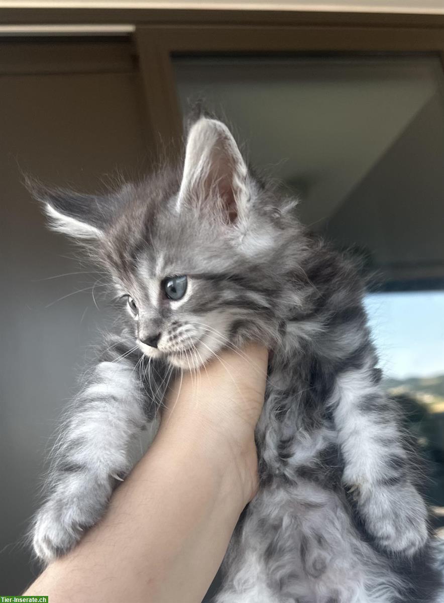 Bild 4: Maine Coon Kitten männlich suchen liebes Zuhause