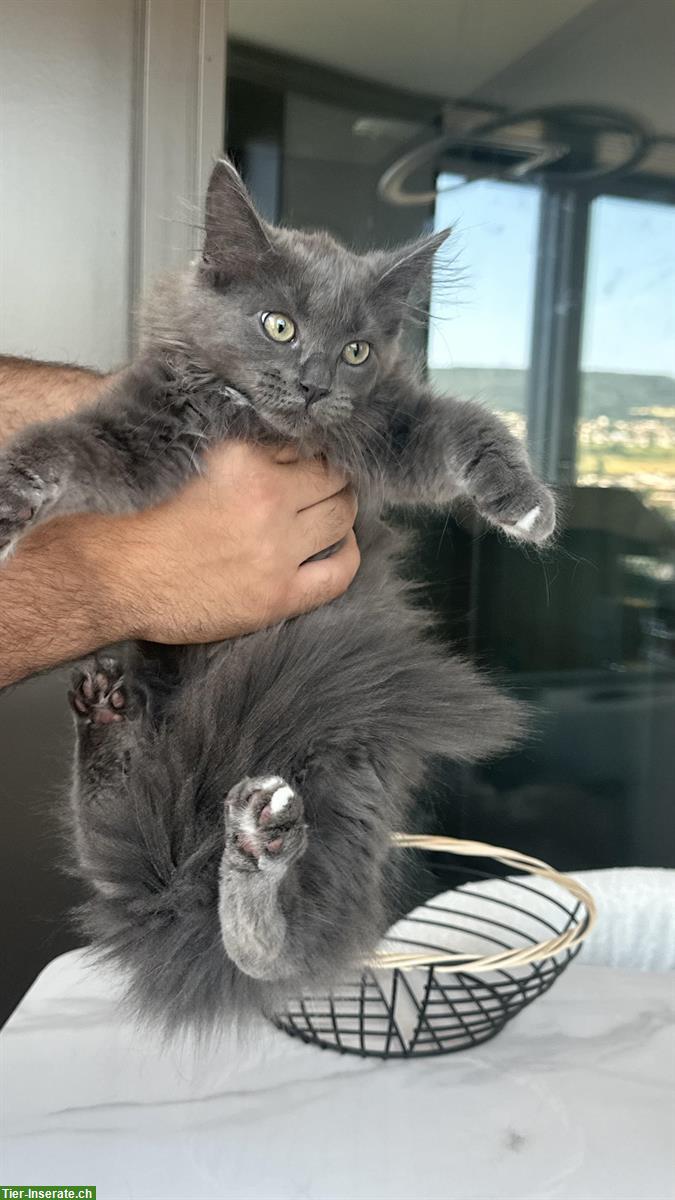 Junges Türkisch Angora Kitten sucht eine neue Familie