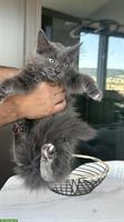 Junges Türkisch Angora Kitten sucht eine neue Familie