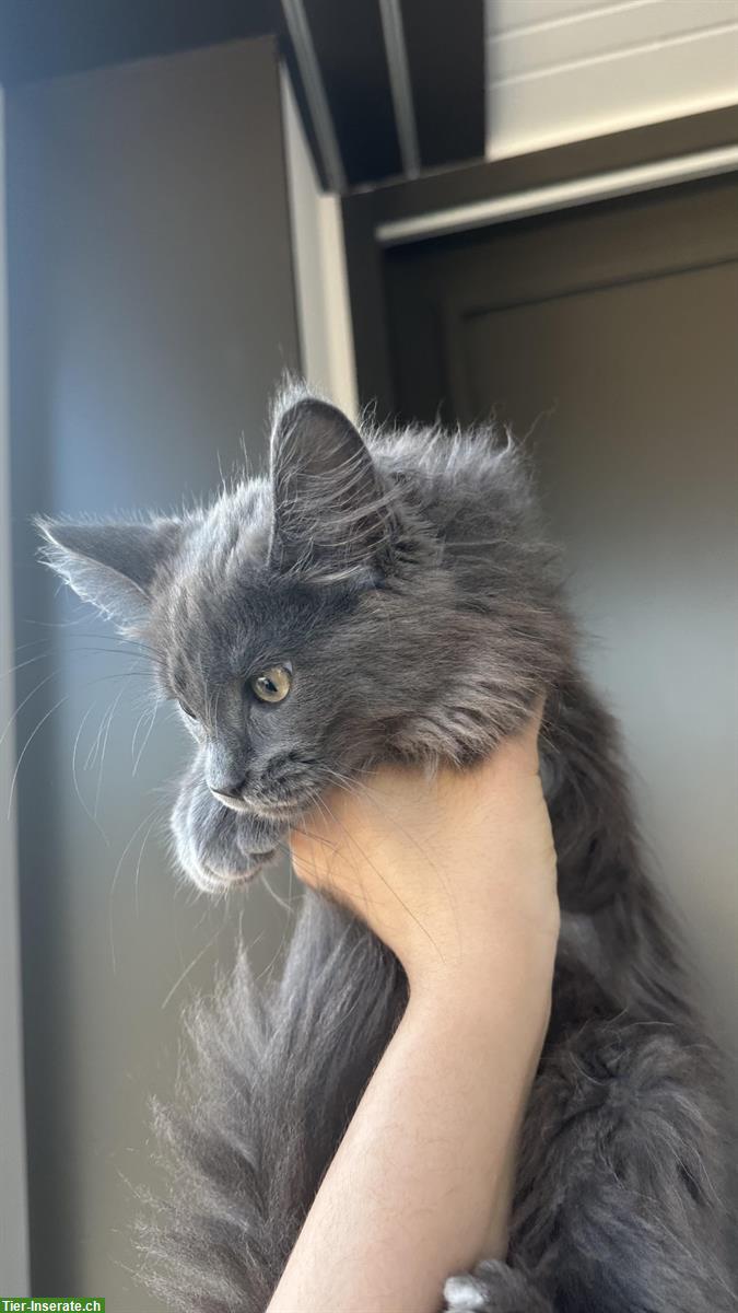Bild 2: Junges Türkisch Angora Kitten sucht eine neue Familie