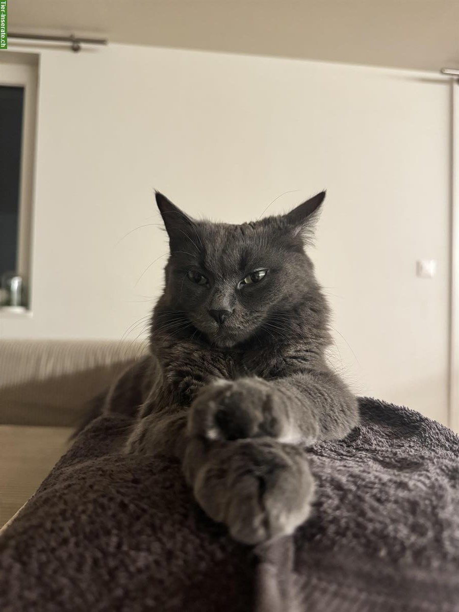 Bild 3: Junges Türkisch Angora Kitten sucht eine neue Familie